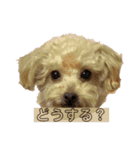 トイプードルのちびちゃん（個別スタンプ：15）
