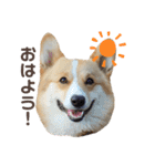 コーギー犬ノア#2（個別スタンプ：1）