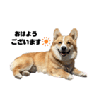 コーギー犬ノア#2（個別スタンプ：2）