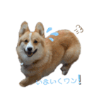 コーギー犬ノア#2（個別スタンプ：3）