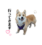 コーギー犬ノア#2（個別スタンプ：4）