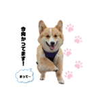 コーギー犬ノア#2（個別スタンプ：5）