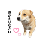 コーギー犬ノア#2（個別スタンプ：6）