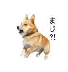 コーギー犬ノア#2（個別スタンプ：7）