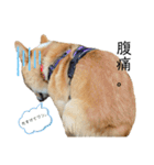 コーギー犬ノア#2（個別スタンプ：8）