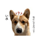コーギー犬ノア#2（個別スタンプ：9）