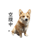 コーギー犬ノア#2（個別スタンプ：10）