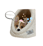 コーギー犬ノア#2（個別スタンプ：11）