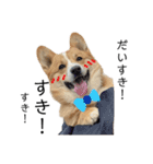 コーギー犬ノア#2（個別スタンプ：12）