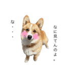 コーギー犬ノア#2（個別スタンプ：13）