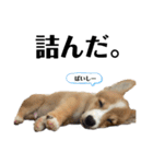 コーギー犬ノア#2（個別スタンプ：14）