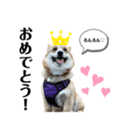 コーギー犬ノア#2（個別スタンプ：16）