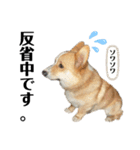 コーギー犬ノア#2（個別スタンプ：17）