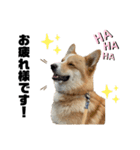 コーギー犬ノア#2（個別スタンプ：18）