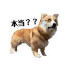 コーギー犬ノア#2（個別スタンプ：19）
