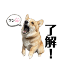 コーギー犬ノア#2（個別スタンプ：20）