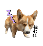 コーギー犬ノア#2（個別スタンプ：21）