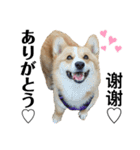 コーギー犬ノア#2（個別スタンプ：22）