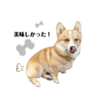 コーギー犬ノア#2（個別スタンプ：23）