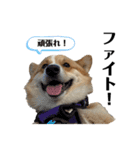 コーギー犬ノア#2（個別スタンプ：24）