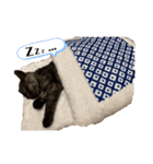 我が家の猫,s（個別スタンプ：2）