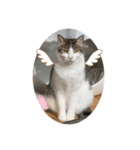 我が家の猫,s（個別スタンプ：3）