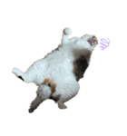 我が家の猫,s（個別スタンプ：4）