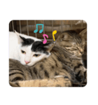 我が家の猫,s（個別スタンプ：6）
