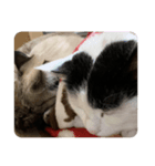我が家の猫,s（個別スタンプ：7）