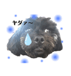 ブラックの犬（個別スタンプ：1）