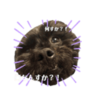 ブラックの犬（個別スタンプ：2）