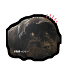 ブラックの犬（個別スタンプ：5）