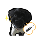 ブラックの犬（個別スタンプ：7）