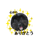 ブラックの犬（個別スタンプ：8）