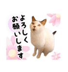ファニーなニャンズ 2021  最高にゃんこ（個別スタンプ：1）