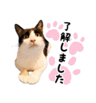 ファニーなニャンズ 2021  最高にゃんこ（個別スタンプ：3）