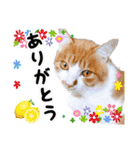 ファニーなニャンズ 2021  最高にゃんこ（個別スタンプ：4）