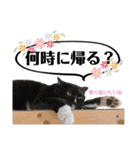 ファニーなニャンズ 2021  最高にゃんこ（個別スタンプ：7）