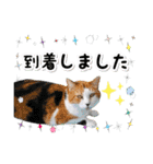 ファニーなニャンズ 2021  最高にゃんこ（個別スタンプ：8）