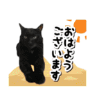 ファニーなニャンズ 2021  最高にゃんこ（個別スタンプ：9）