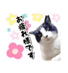 ファニーなニャンズ 2021  最高にゃんこ（個別スタンプ：10）