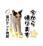 ファニーなニャンズ 2021  最高にゃんこ（個別スタンプ：12）