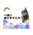 ファニーなニャンズ 2021  最高にゃんこ（個別スタンプ：13）