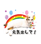 ファニーなニャンズ 2021  最高にゃんこ（個別スタンプ：15）