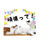 ファニーなニャンズ 2021  最高にゃんこ（個別スタンプ：16）