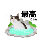 ファニーなニャンズ 2021  最高にゃんこ（個別スタンプ：17）