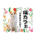 ファニーなニャンズ 2021  最高にゃんこ（個別スタンプ：19）