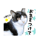 ファニーなニャンズ 2021  最高にゃんこ（個別スタンプ：25）