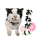 ファニーなニャンズ 2021  最高にゃんこ（個別スタンプ：26）