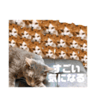 ファニーなニャンズ 2021  最高にゃんこ（個別スタンプ：28）